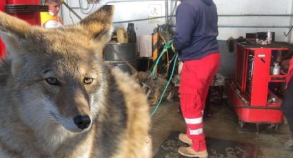 Rescatan a coyote atrapado en agencia automotriz de Ixmiquilpan | FOTOS