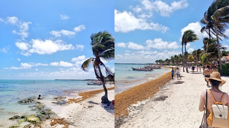 A pocos días de que comiencen las vacaciones de Semana Santa el sargazo comienza a llegar a las playas