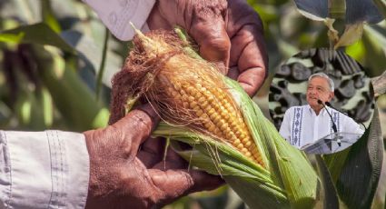 Reclaman agricultores de maíz y trigo de Sonora el abandono de Durazo y abuso de molineros