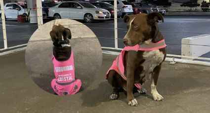 Perrita callejera rescatada en Córdoba ahora es guardia en plaza Crystal