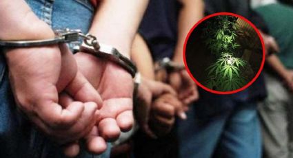 Decomisan plantío de droga en Huautla; hay tres detenidos