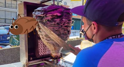 Tacos de cucaracha este fin de semana en Xalapa ¿Los probarías?
