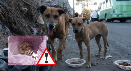 Van 20 perros muertos en panteón de Xico: alertan envenenamiento masivo