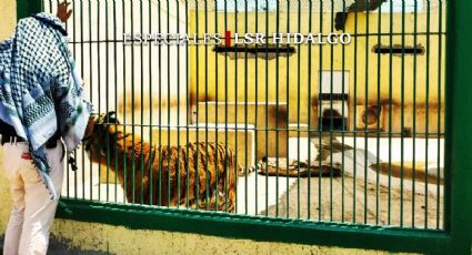 En Tizayuca, el santuario más grande de felinos rescatados de Centroamérica