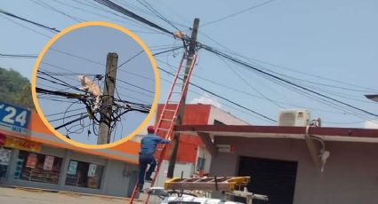 Rescatan a gatito atrapado en poste de luz en Córdoba, Veracruz