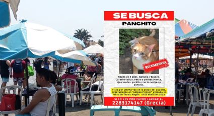 Organizan búsqueda nocturna para encontrar a Panchito, gato perdido en Veracruz