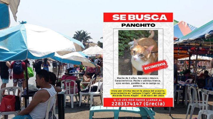 Organizan búsqueda nocturna para encontrar a Panchito, gato perdido en Veracruz