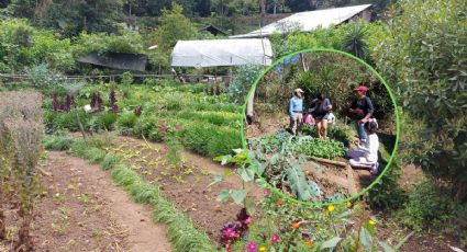 Huertos familiares: el proyecto de vecinos de Xalapa que estudia la UNAM