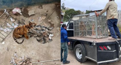 VIDEO| Rescatan tigre de bengala en una construcción de Tijuana