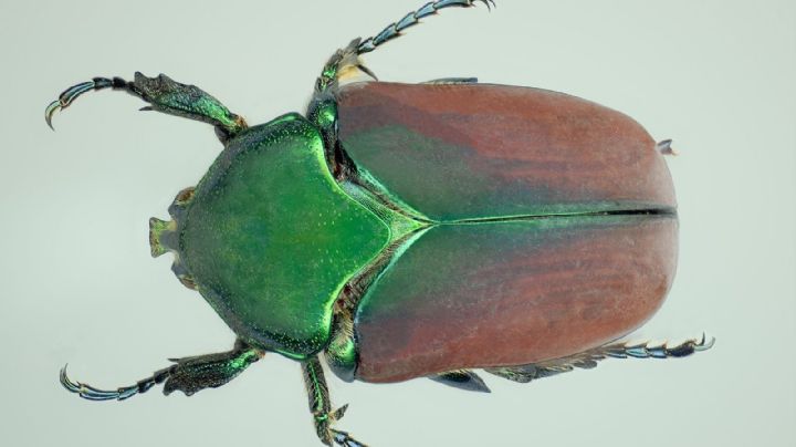 Mayates y chapulines, con estos insectos jugábamos de niños