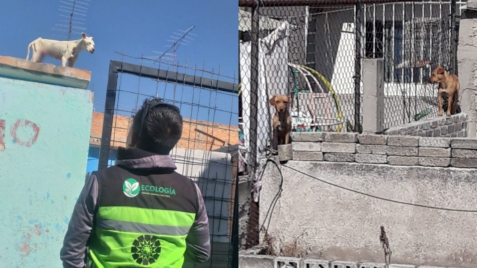 La Dirección de Ecología montó operativos para sancionar a los dueños de las mascotas en los techos