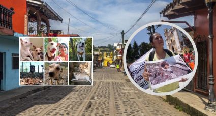El envenenamiento masivo de perros en Xico que ahuyenta a los turistas