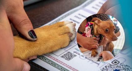 Más de 500 mascotas ya tienen acta de nacimiento en Xalapa