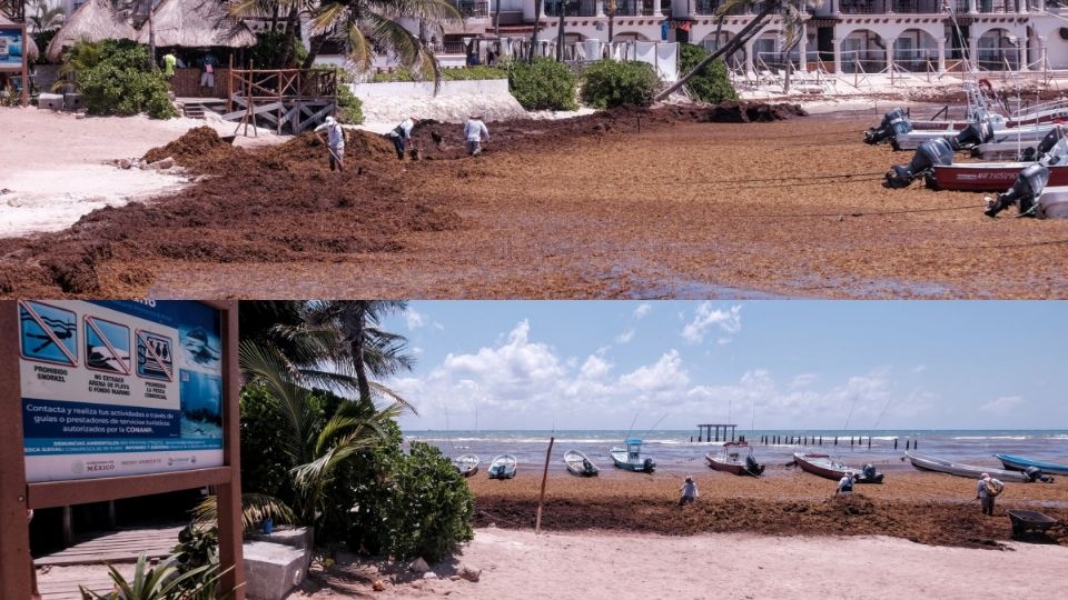 En playas del Caribe Mexicano hay fuerte presencia de sargazo