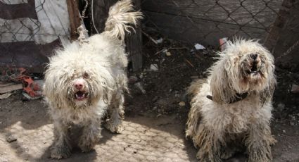 ¡Terrible caso!: joven es captado comiéndose un perro, en León