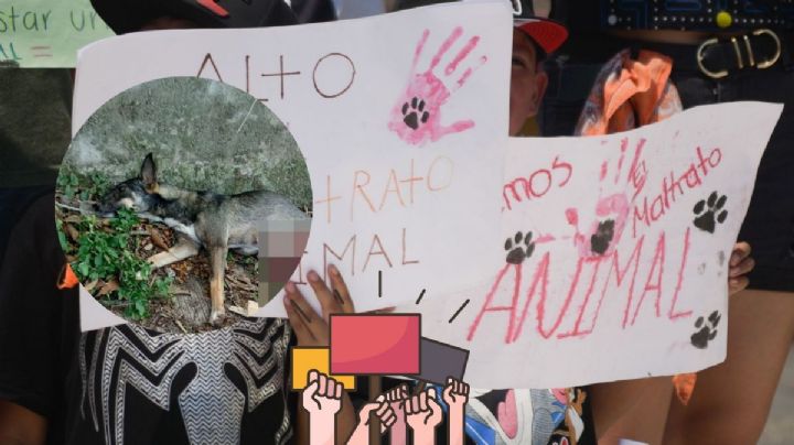 Convocan marcha por Sol, perrita atropellada en Xalapa