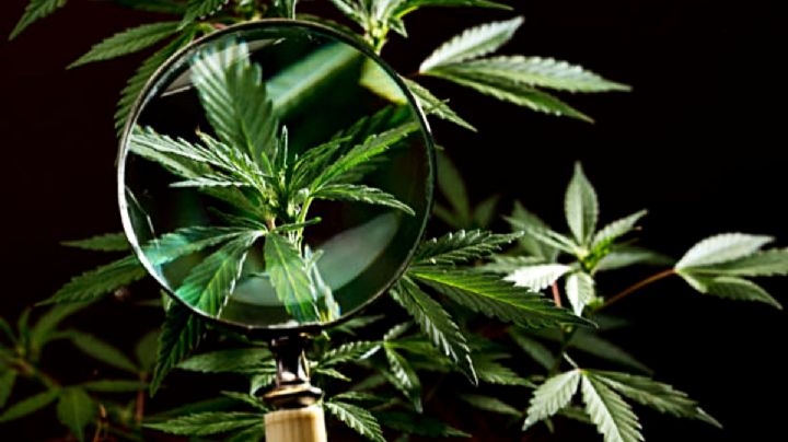 Diputados de Hidalgo piden al Senado destrabar ley para regular la marihuana