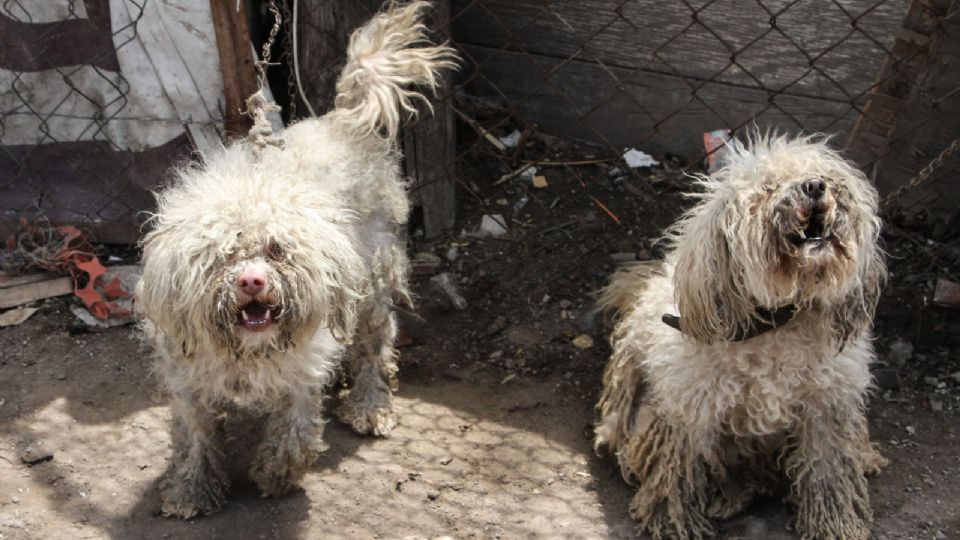 El Centro de Control y Bienestar Animal de León rescató tres perros en aparente situación de calle del lugar donde se denunció a un come perros.