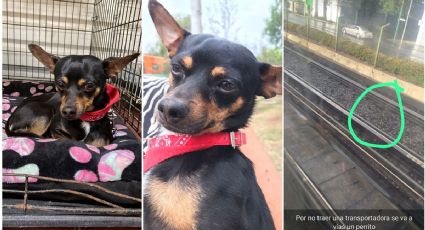 Mito, perrito rescatado en la Línea 2 del Metro espera ser adoptado o reclamado por sus dueños