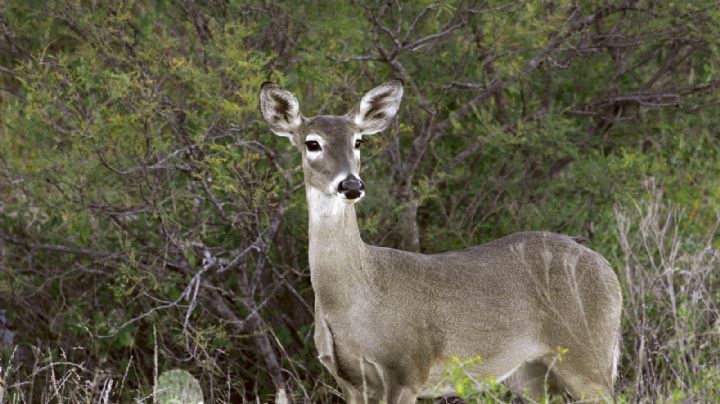 Capturan y rescatan a venado merodeaba en calles de Oteapan, Veracruz