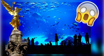 ¿Cuándo es la apertura del acuario más grande de Latinoamérica dentro de la plaza Parque Tepeyac?