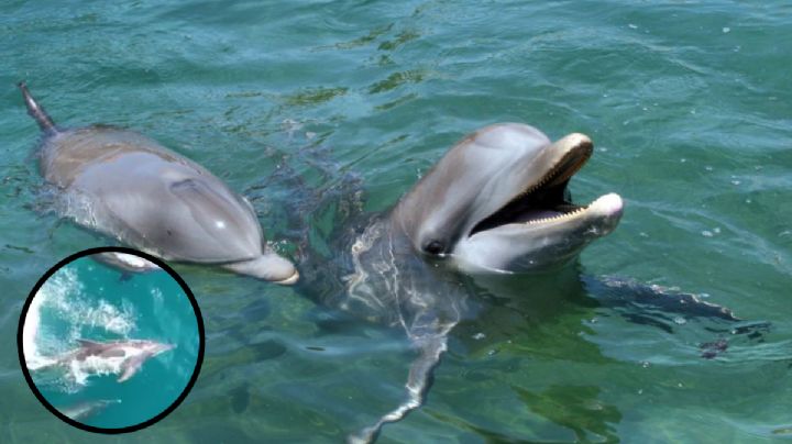 VIDEO: Graban a 3 delfines jugando en aguas del río de Tuxpan
