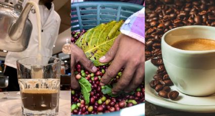Estos 10 municipios de Veracruz son los mejores productores de café