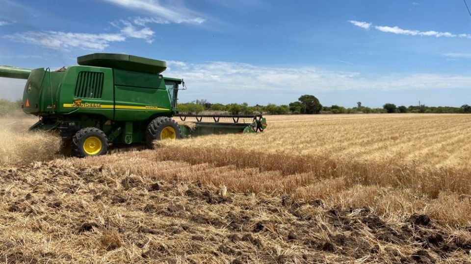 Productores de trigo y maíz de Sonora, Sinaloa y Baja California viven una situación alarmante desde hace varios meses, luego de que la caída de precios en estos granos en el mundo por la guerra entre Rusia y Ucrania