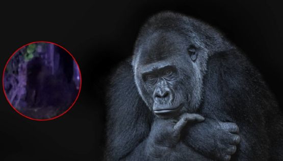 Captan en Hidalgo a gorila que escapó en los límites del Estado de México