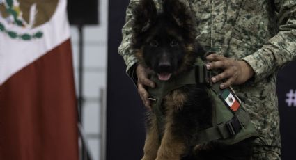 ¿Perrito del Ejército donado por Turquía ya tiene nombre? Esto sabemos