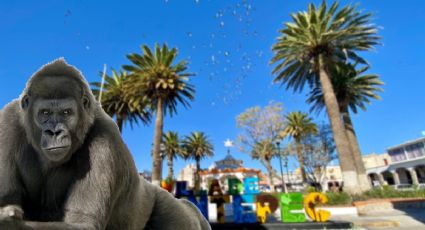 ¿De dónde escapó el gorila visto en Hidalgo? Esto es lo que saben las autoridades