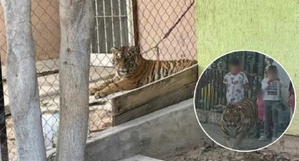 Captan a tigre de bengala en Villas de San Juan