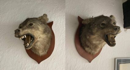 Los últimos lobos de Sierra de Lobos: colgados en la pared como adorno