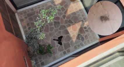 Mueren abejas y pájaros en Guanajuato por gases tóxicos por incendio en basurero