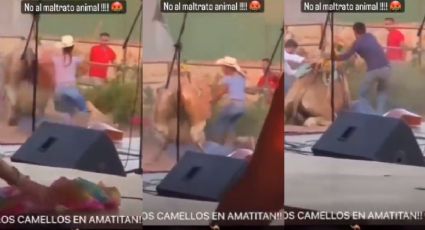 VIDEO: Captan paliza a camello en restaurante de Jalisco; denuncian maltrato animal