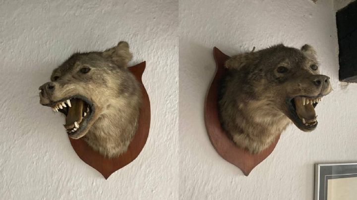 Los últimos lobos de Sierra de Lobos: colgados en la pared como adorno