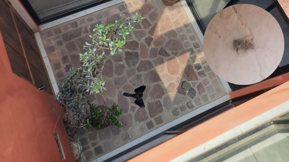 
En el interior de un patio se observa a un pájaro de color negro muerto, una abaja yace en el suelo, usuarios en redes sociales han dado conocer la situación
