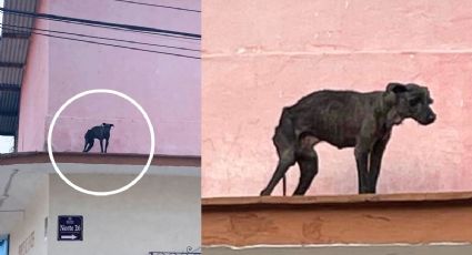 En los huesos: Denuncian perro desnutrido abandonado en azotea de Orizaba