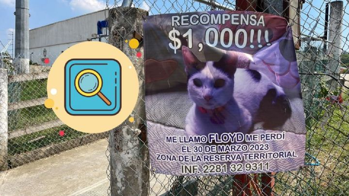 Familia ofrece recompensa por Floyd, gato perdido en Xalapa