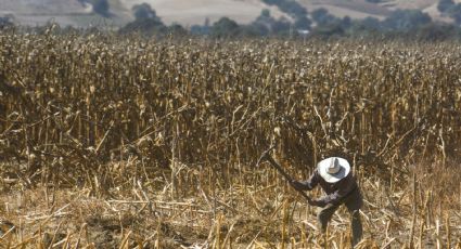 Falta de apoyos del Gobierno Federal afecta a agricultores de Guanajuato