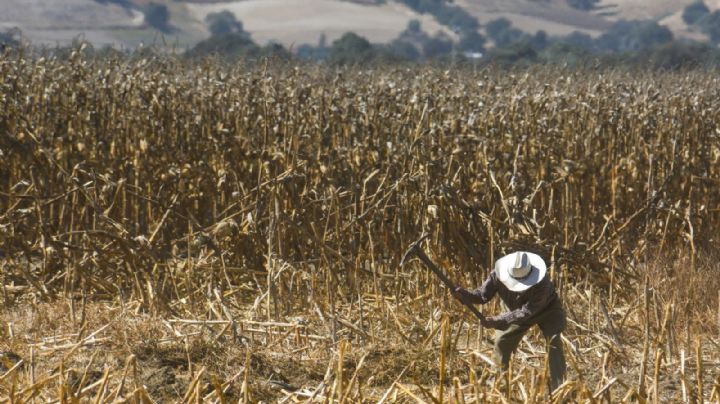 Falta de apoyos del Gobierno Federal afecta a agricultores de Guanajuato
