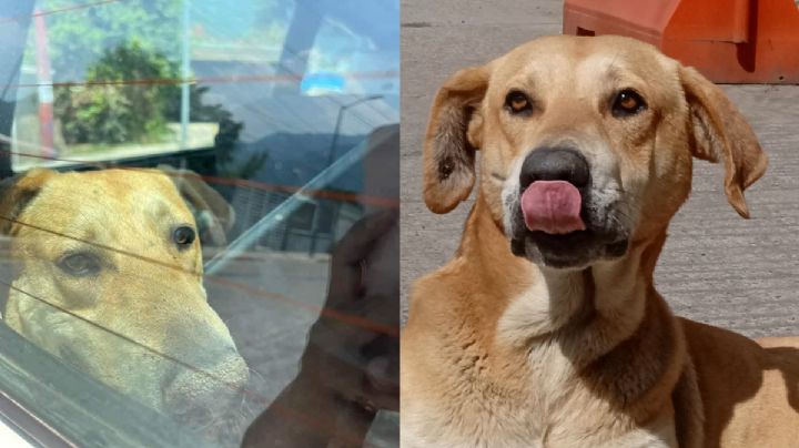 ¿Qué pasó con Cobacho, perrito viral  de Cobaev de Nogales? Esto se sabe