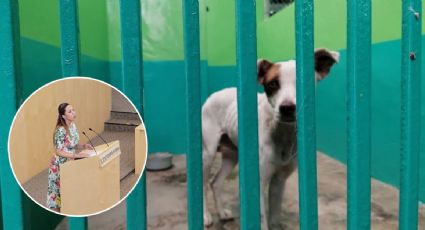 “Dormían” perros a palazos en Silao, PAN exige informe y castigo a responsables