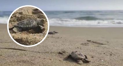 Nacen cerca de 50 tortugas lora en la playa de Coatzacoalcos, Veracruz