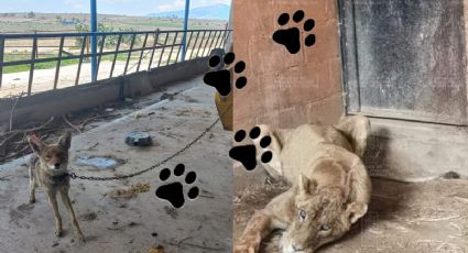 Rescatan a coyote y leona de maltrato en Hidalgo