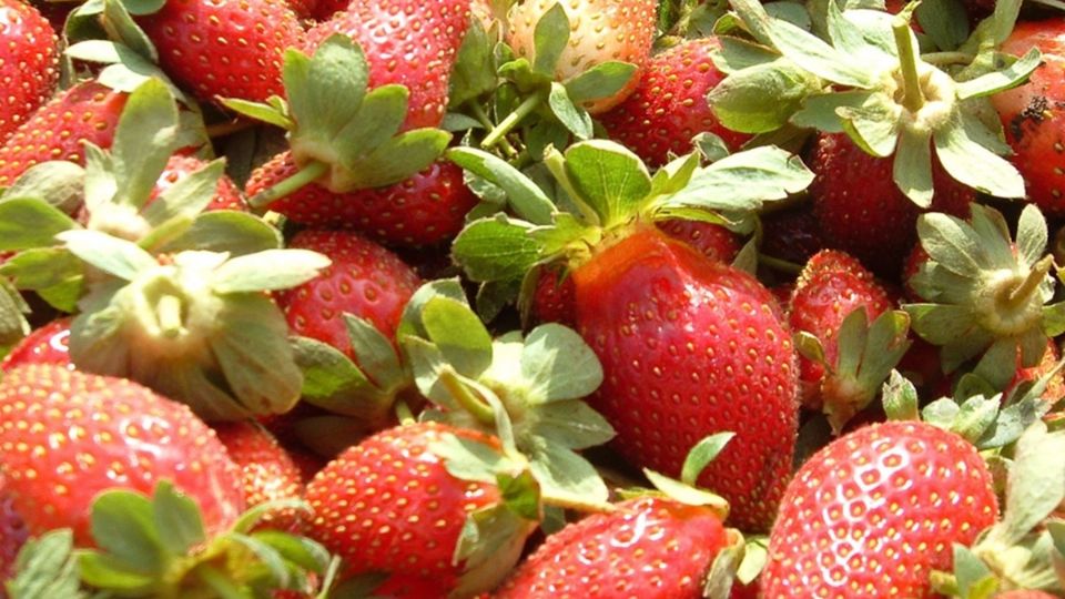 Al menos nueve personas han enfermado tras consumir fresas congeladas