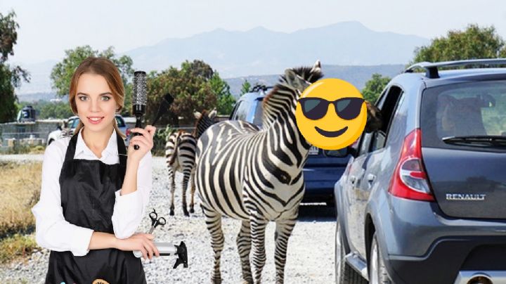 Cambian look a leones, tigres y otros animales del Tuzoofari para que aguanten el calor | FOTOS