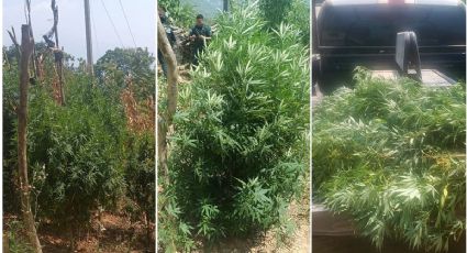 Encuentran plantío de marihuana en Hidalgo; Policía Estatal hace decomiso