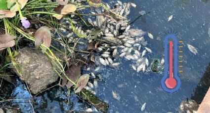 Por ola de calor mueren miles de peces en ríos del sur de Veracruz