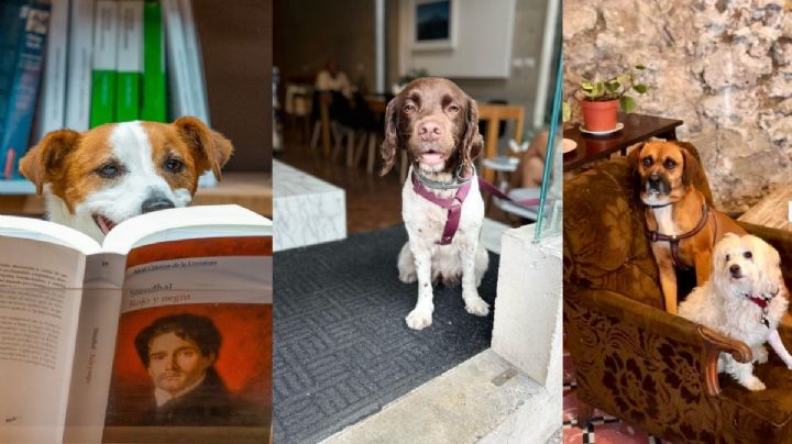 6 cafeterías petfriendly en Xalapa para refrescarte con tu mascota